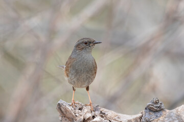 The dunnock, shy woodland dweller 