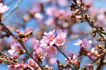 Cherry Tree in Bloom