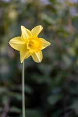 Vibrant Yellow Daffodil in Soft Natural Light