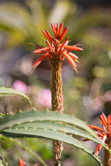 Aloe Vera in Bloom - Stunning Red Flowers with Dreamy Bokeh Background