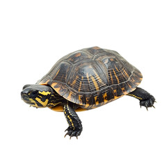 Fototapeta premium Turtle Walking Slowly Isolated on Transparent Background