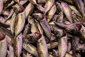 Fresh fish on a counter at the market