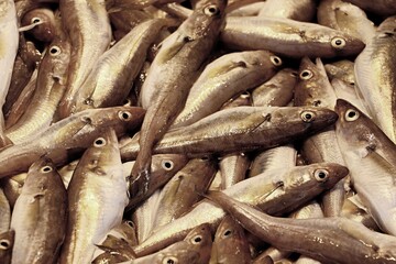 Fresh fish on a counter at the market