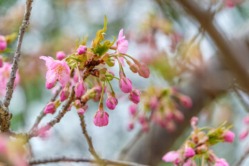 春を告げる河津桜の開花