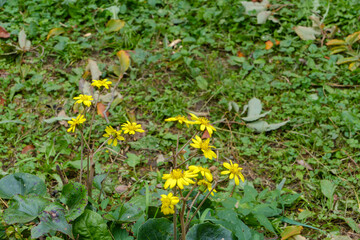 庭に咲くツワブキの黄色い花