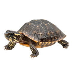 Fototapeta premium Slow Moving Turtle Walking Isolated on Transparent Background