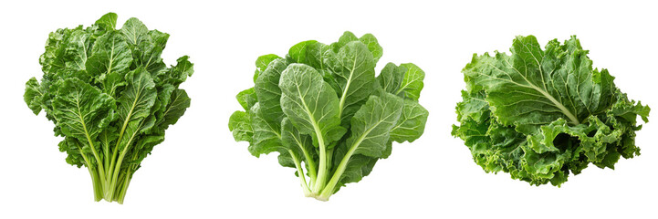 Three varieties of fresh, vibrant green lettuce displaying different leaf shapes and textures.