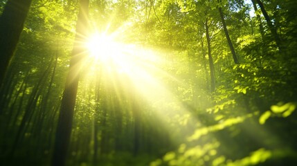 Naklejka premium Sunlight filtering through trees, serene forest scene with vibrant greens, tranquil atmosphere perfect for nature themes.