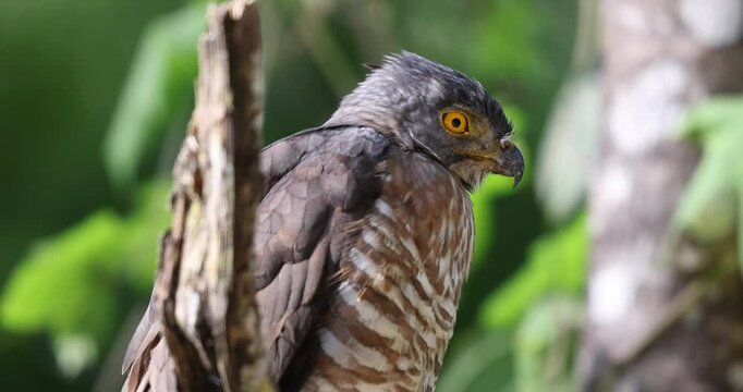 Crested goshawk perched on branch, green blurred background, Thailand. Hawk in natural habitat, Kaeng Krachan forest.