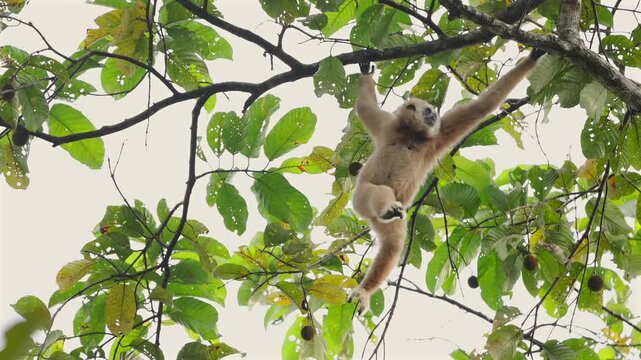 Gibbon swinging on tree branch in lush green rainforest canopy. Lar gibbon or Hylobates lar, white-handed gibbon
