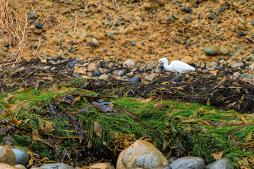 Snowy Egret (Egretta thula) checking for fresh seafood in kelp and other weeds in tidal basin of Tourmaline Surf Park at North Pacific beach, San Diego, California