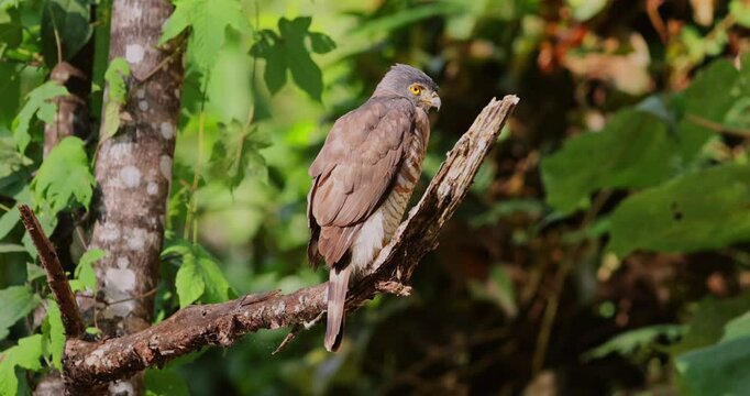 Crested goshawk on tree branch, lush green forest, Thailand. Hawk in natural habitat, Kaeng Krachan National Park.