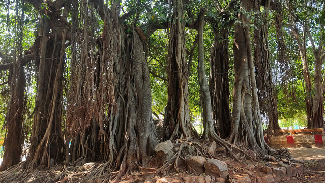 Bengal fig tree near the Ayyanarkarupanasamy kovil temple in Vadivelkarai, Tamil Nadu, India