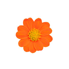 Vibrant Orange Zinnia: A close-up of a single, brilliant orange Zinnia, radiating with its full bloom of petals and a yellow center, showcasing the delicate details of nature's artistry.
