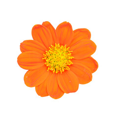 Orange Sunflower: A close-up captures a vibrant sunflower, radiating warmth and vitality, perfect for conveying joy, energy, and natural beauty. 