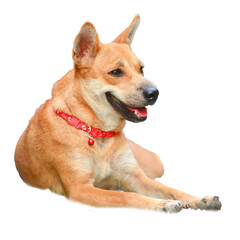 Loyal Companion: a friendly looking dog with a red collar looking towards right side