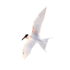 Soaring Tern: Captured in mid-flight, a pristine white tern gracefully glides, showcasing its sleek form and contrasting dark markings against the sun-kissed sky. 