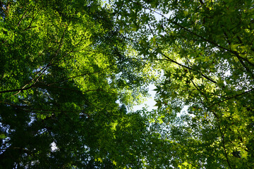 Obraz premium 京都大原の仏教寺院の庭園の新緑