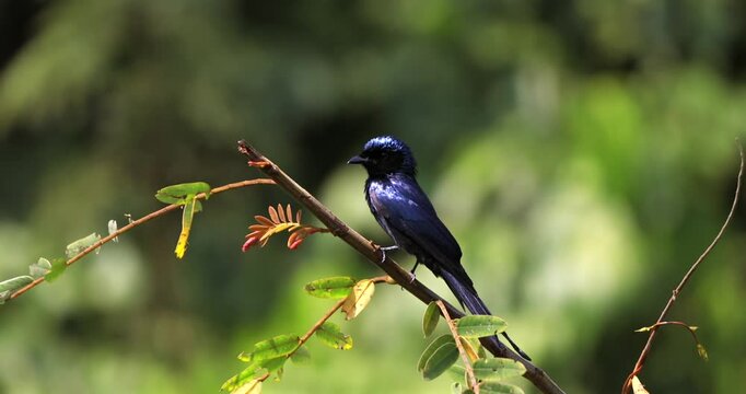 Lesser rackettailed drongo in lush green jungle, Thailand. Black bird on branch, detailed plumage, Kaeng Krachan wildlife.