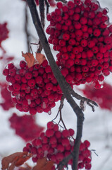 red berries on a branch