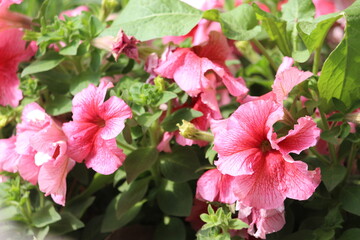 pink flowers in the garden