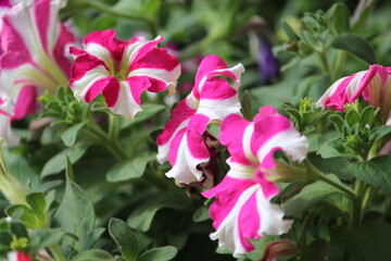 Fototapeta premium pink flowers in the garden