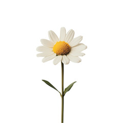 Fototapeta premium White Daisy Flower Blooming Nature Springtime Yellow Center,