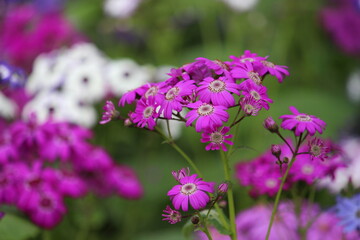 violet flowers in the garden