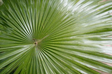 green palm leaf