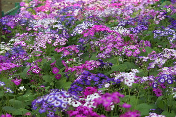 flowers in the garden