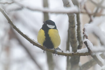a great tit, parus major, on a tree at a misty and cold spring morning