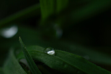 water droplet on a leaf
