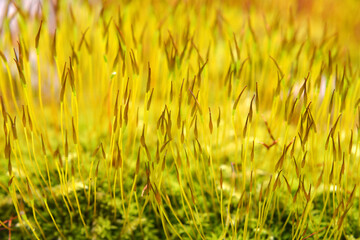 Moss (Bryophyta) grows in nature