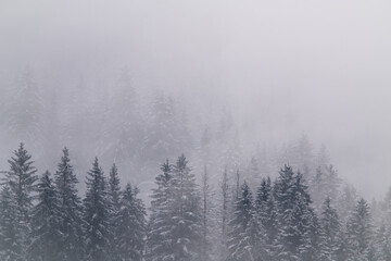 foggy mountain landscape at a spring day