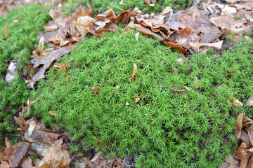 Polytrichum commune moss grows in nature