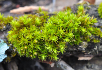 Polytrichum commune moss grows in nature