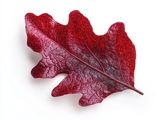 Fototapeta premium Red autumn oak leaf isolated on white background