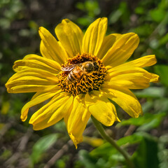 Nature&rsquo;s Tiny Miracle: A Honeybee on a Bush Sunflower