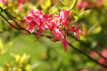Rhododendron blossom in a park or botanical garden. Shrubs blooming with purple flowers, close-up. Natural background