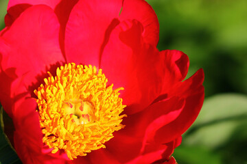 Beautiful soft bright red peony flowers close up in the garden on a sunny summer day