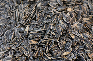 Sunflower seeds gathered in abundance during a sunny afternoon harvest