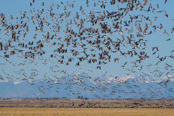 Migrating Greater Sandhill Cranes in Monte Vista, Colorado