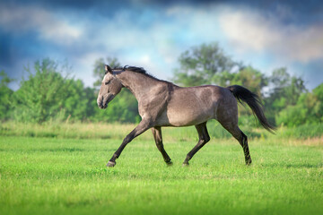 horse and foal