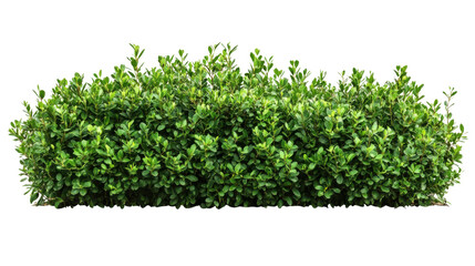 Obraz premium Green garden bushes cut out isolated on white background 