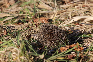 Hedgehog (Scientific name: Erinaceus Europaeus) close up of a wild, native, European hedgehog, facing right in natural garden habitat on green grass lawn. Horizontal. Space for copy.
