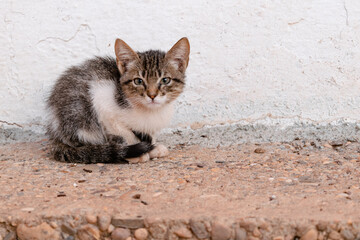 small stray kitten on the asphalt, crouching scared in front of a wall