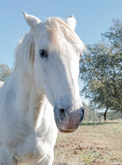 Obraz premium albino white horse