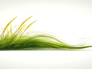 Ethereal Wheatgrass Displayed in a Horizontal Compositions on White backdrop