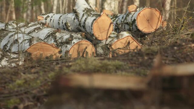 Felled tree trunks from clearcutting piled in a heap