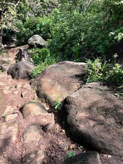 path in the jungle among palm trees and tropical vegetation on a sunny day atmosphere of a holiday